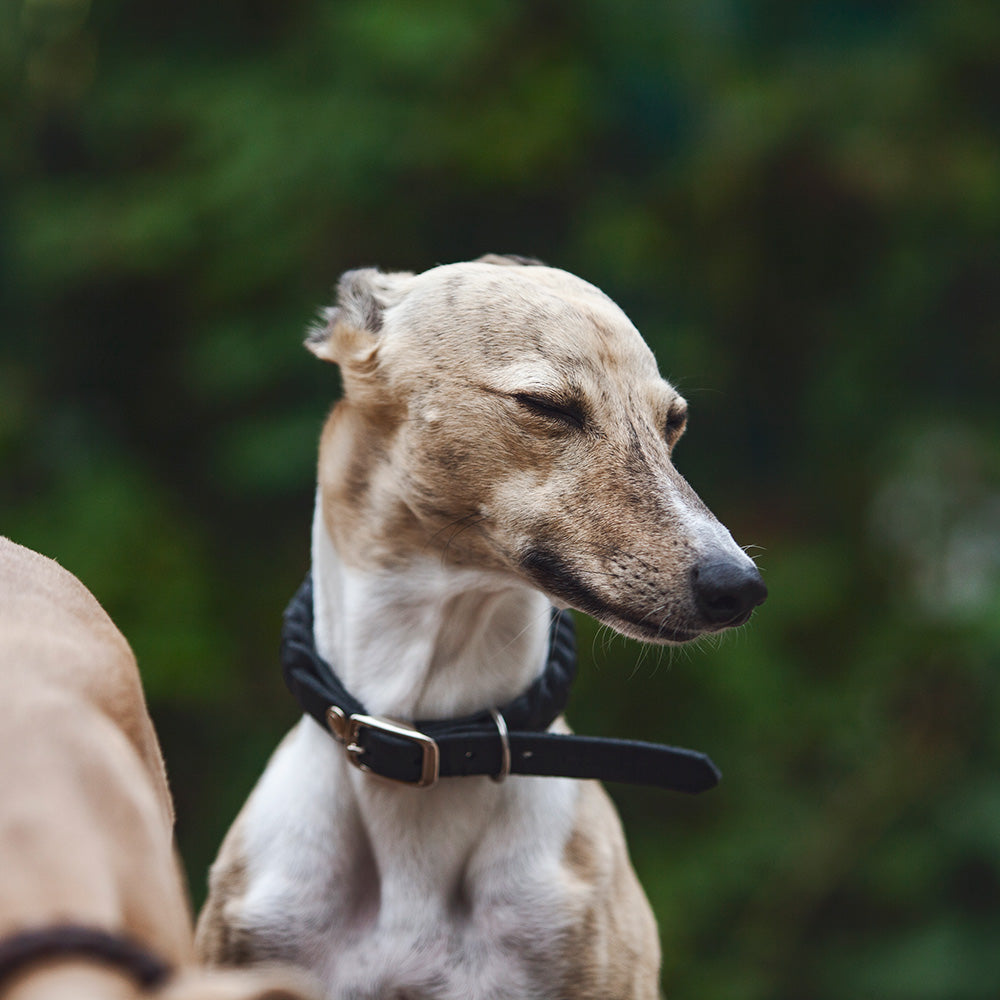 Dog Collar Central Park
