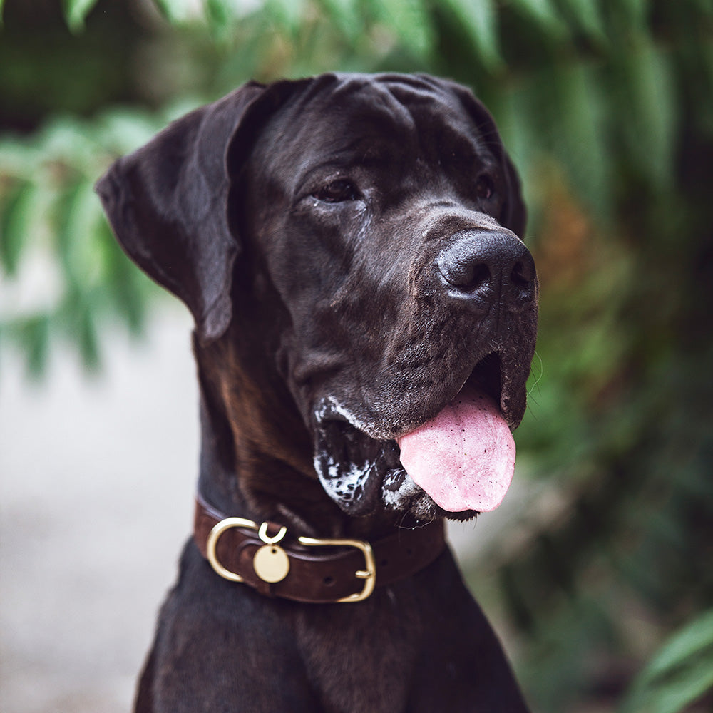 Dog Collar Tiergarten